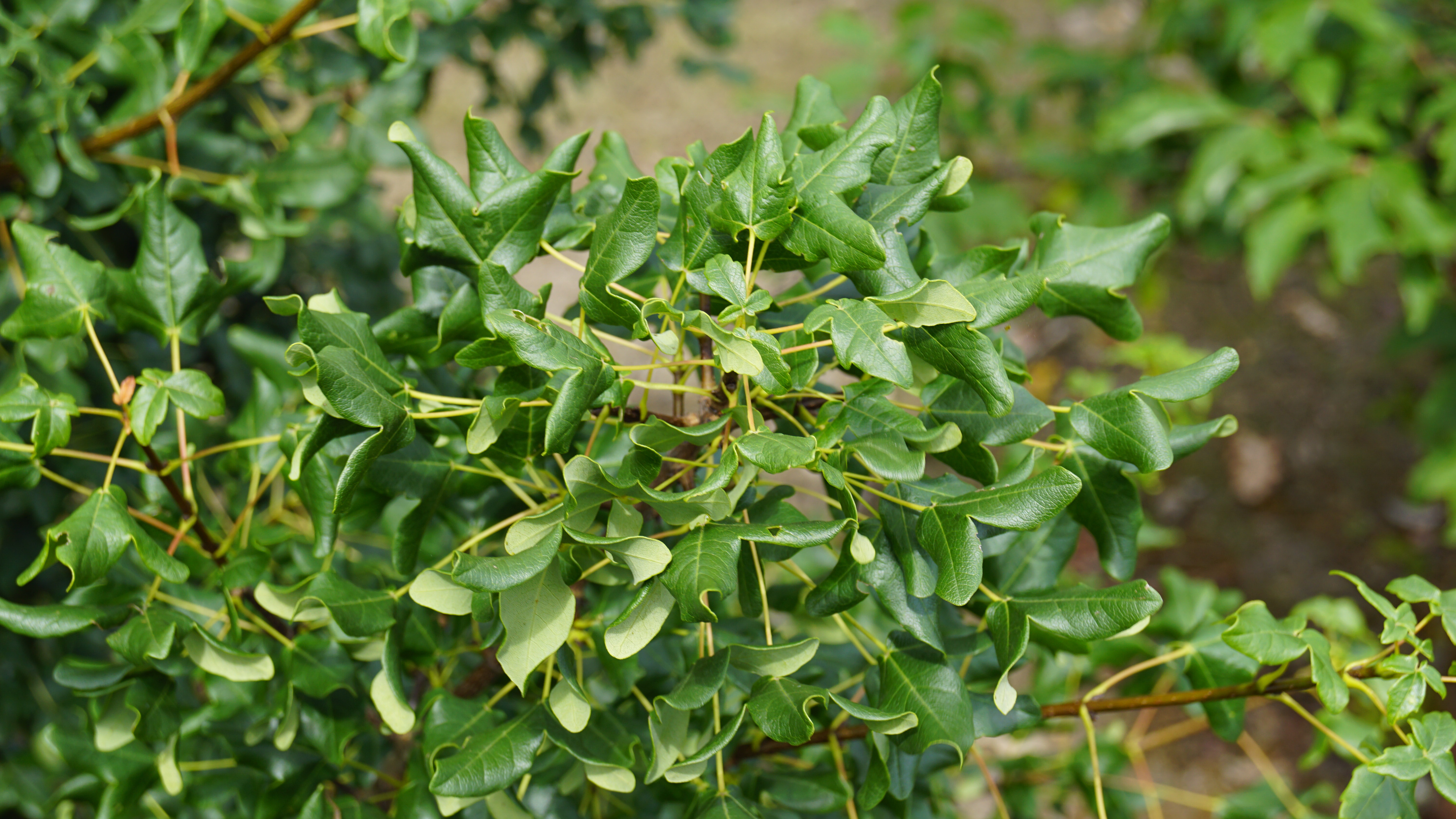 Acer monspessulanum (1)